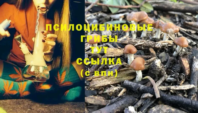 наркотики  Мамадыш  Псилоцибиновые грибы Cubensis 